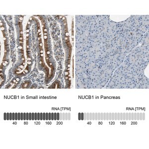 Anti-NUCB1 antibody produced in rabbit Prestige Antibodies&#174; Powered by Atlas Antibodies, affinity isolated antibody, buffered aqueous glycerol solution