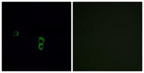 Anti-OR9Q1 antibody produced in rabbit affinity isolated antibody