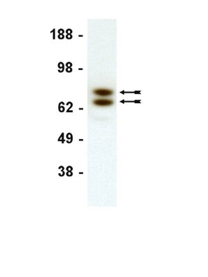 Anti-Lamin A/C Antibody, clone 14 clone 14, Upstate&#174;, from mouse