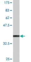 Monoclonal Anti-TNFRSF8 antibody produced in mouse clone 2E2, purified immunoglobulin, buffered aqueous solution