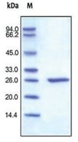 C-reactive/CRP human recombinant, expressed in HEK 293 cells, &#8805;95% (SDS-PAGE)