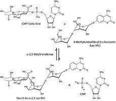&#945;-2,3-Sialyltransferase from Pasteurella multocida recombinant, expressed in E. coli BL21, &#8805;2&#160;units/mg protein