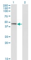Monoclonal Anti-CPA1 antibody produced in mouse clone 3F11, purified immunoglobulin, buffered aqueous solution