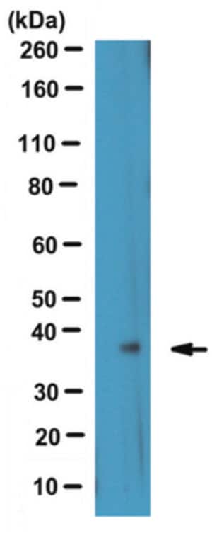 Anti-OGG1 Antibody from rabbit, purified by affinity chromatography