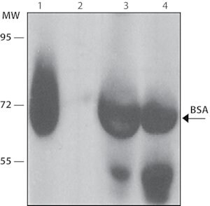 抗-牛血清白蛋白抗体 小鼠抗 clone BSA-33, ascites fluid
