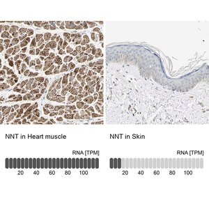 Anti-NNT antibody produced in rabbit Prestige Antibodies&#174; Powered by Atlas Antibodies, affinity isolated antibody, buffered aqueous glycerol solution