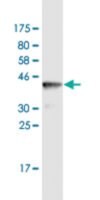 Monoclonal Anti-SPRED2 antibody produced in mouse clone 2G11, purified immunoglobulin, buffered aqueous solution