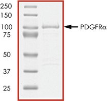 PDGFR-&#945;, active, GST tagged from mouse PRECISIO&#174;, recombinant, expressed in baculovirus infected Sf9 cells, &#8805;70% (SDS-PAGE), buffered aqueous glycerol solution