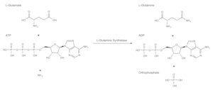 L-谷氨酰胺合成酶 来源于大肠杆菌 lyophilized powder, 400-2,000&#160;units/mg protein