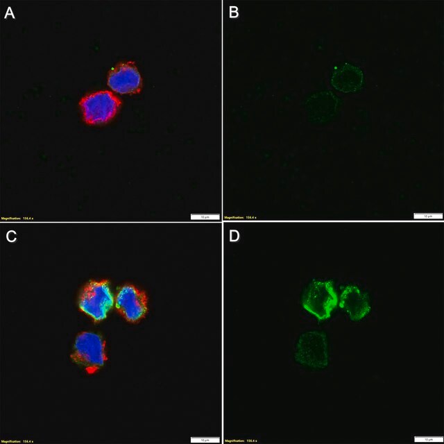 Anti-ssDNA Antibody, clone 16-19 ZooMAb® Mouse Monoclonal 