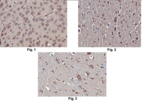 Anti-pan Neurexin-1 Antibody from rabbit, purified by affinity chromatography