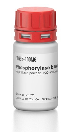 磷酸化酶 b 来源于兔肌肉 lyophilized powder, &#8805;20&#160;units/mg protein