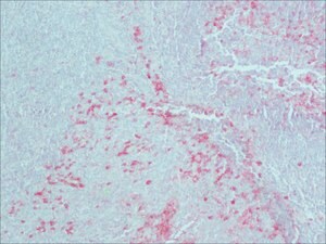 Monoclonal Anti-Rabbit Immunoglobulins&#8722;Alkaline Phosphatase antibody produced in mouse clone RG-16, purified immunoglobulin, buffered aqueous glycerol solution