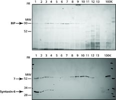 Endoplasmic Reticulum Isolation Kit isolation of intact ER from mammalian soft tissues and cultured cells