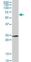 Monoclonal Anti-TNFRSF18 antibody produced in mouse clone 2H4, purified immunoglobulin, buffered aqueous solution