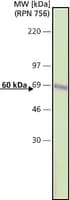 抗-过氧化氢酶抗体，小鼠单克隆 小鼠抗 clone CAT-505, purified from hybridoma cell culture