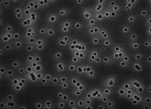 Isopore Membrane Filter 0.1 &#181;m pore size, hydrophilic polycarbonate membrane, 13 mm diameter