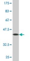 Monoclonal Anti-TCAP antibody produced in mouse clone 1H3, purified immunoglobulin, buffered aqueous solution