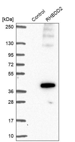 Anti-RHBDD2 antibody produced in rabbit Prestige Antibodies&#174; Powered by Atlas Antibodies, affinity isolated antibody, buffered aqueous glycerol solution