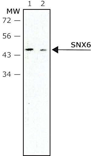 Monoclonal Anti-SNX6 antibody produced in mouse clone SNX6-76, ascites fluid, buffered aqueous solution