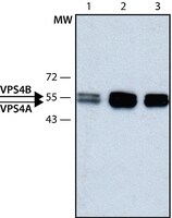 Anti-VPS4 antibody produced in rabbit ~1.0&#160;mg/mL, affinity isolated antibody, buffered aqueous solution