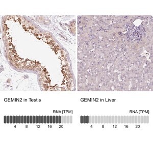 Anti-GEMIN2 antibody produced in rabbit Prestige Antibodies&#174; Powered by Atlas Antibodies, affinity isolated antibody, buffered aqueous glycerol solution