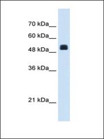 Anti-NAGS antibody produced in rabbit IgG fraction of antiserum
