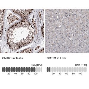 Anti-CMTR1 antibody produced in rabbit Prestige Antibodies&#174; Powered by Atlas Antibodies, affinity isolated antibody, buffered aqueous glycerol solution