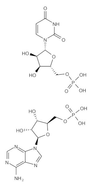 聚腺苷酸-多尿苷酸 钠盐 double-stranded homopolymer