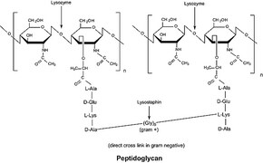 Lysozyme from chicken egg white VETRANAL&#174;, analytical standard