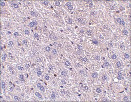 Anti-F1A&#945; antibody produced in rabbit affinity isolated antibody, buffered aqueous solution