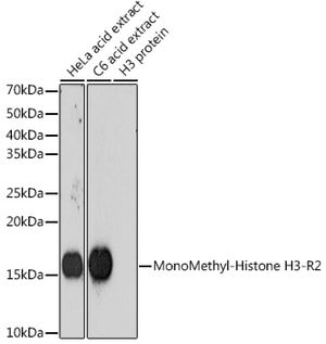Anti-MonoMethyl-Histone H3-R2 antibody produced in rabbit