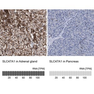Anti-SLC47A1 antibody produced in rabbit Prestige Antibodies&#174; Powered by Atlas Antibodies, affinity isolated antibody, buffered aqueous glycerol solution