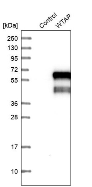 Anti-WTAP antibody produced in rabbit Prestige Antibodies&#174; Powered by Atlas Antibodies, affinity isolated antibody, buffered aqueous glycerol solution