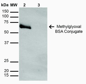 Monoclonal Anti-Methylglyoxal-Atto 594 antibody produced in mouse clone 9F11