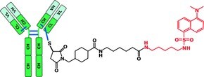 SigmaMAb Antibody Drug Conjugate (ADC) Mimic Antibody Cysteine-Fluorophore Conjugate Standard