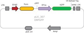 MISSION&#174; TRC3 ORF GFP DNA Control