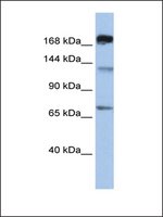 Anti-MTR antibody produced in rabbit affinity isolated antibody