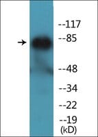 Anti-phospho-PECAM-1 (pTyr713) antibody produced in rabbit affinity isolated antibody