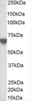 Anti-TOM1L2 antibody produced in goat affinity isolated antibody, buffered aqueous solution