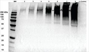 Monoclonal Anti-Alginate - Atto 488 antibody produced in mouse clone 4B10-1C5, purified immunoglobulin
