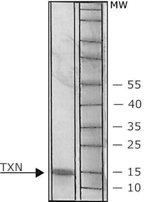 硫氧还蛋白 人 &#8805;90% (SDS-PAGE), recombinant, expressed in E. coli (N-terminal histidine tagged), essentially salt-free, lyophilized powder, &#8805;5&#160;U/mg