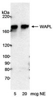 Rabbit anti-WAPL Antibody, Affinity Purified Powered by Bethyl Laboratories, Inc.