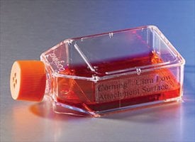 康宁&#174; 超低附着细胞培养瓶 Ultra-Low attachment 75cm2 rectangular canted cell culture flask, vent cap, sterile, 24/cs