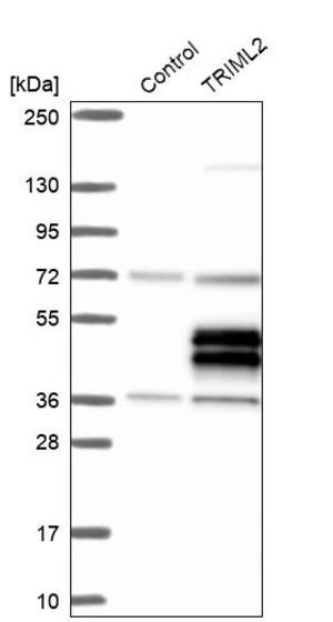 Anti-TRIML2 antibody produced in rabbit Prestige Antibodies&#174; Powered by Atlas Antibodies, affinity isolated antibody, buffered aqueous glycerol solution
