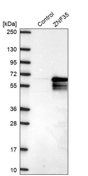 Anti-ZNF35 antibody produced in rabbit Prestige Antibodies&#174; Powered by Atlas Antibodies, affinity isolated antibody, buffered aqueous glycerol solution