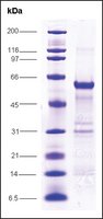 C-myc, proto oncogene human recombinant, expressed in E. coli, &#8805;80% (SDS-PAGE)