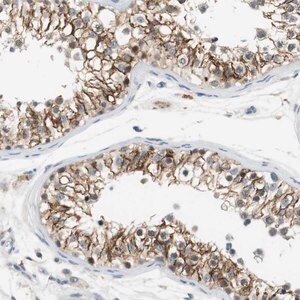Anti-WNT7A antibody produced in rabbit Prestige Antibodies&#174; Powered by Atlas Antibodies, affinity isolated antibody, buffered aqueous glycerol solution