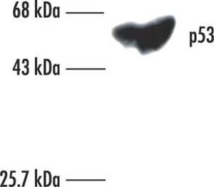 Anti-p53 (Ab-6) (Pantropic) Mouse mAb (DO-1) liquid, clone DO-1, Calbiochem&#174;