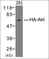 Anti-HA-Tag antibody produced in rabbit affinity isolated antibody